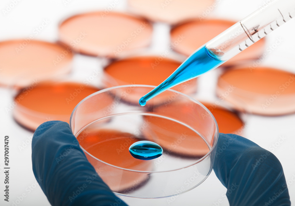 Fototapeta premium Petri dishes and pipette with liquid material.