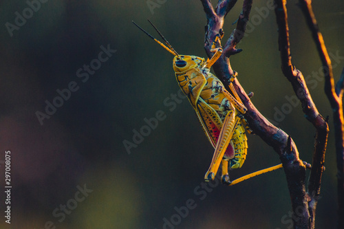 florida grasshopper macro