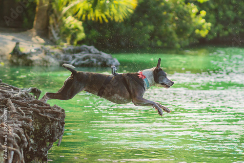 large pitbull jumping into water