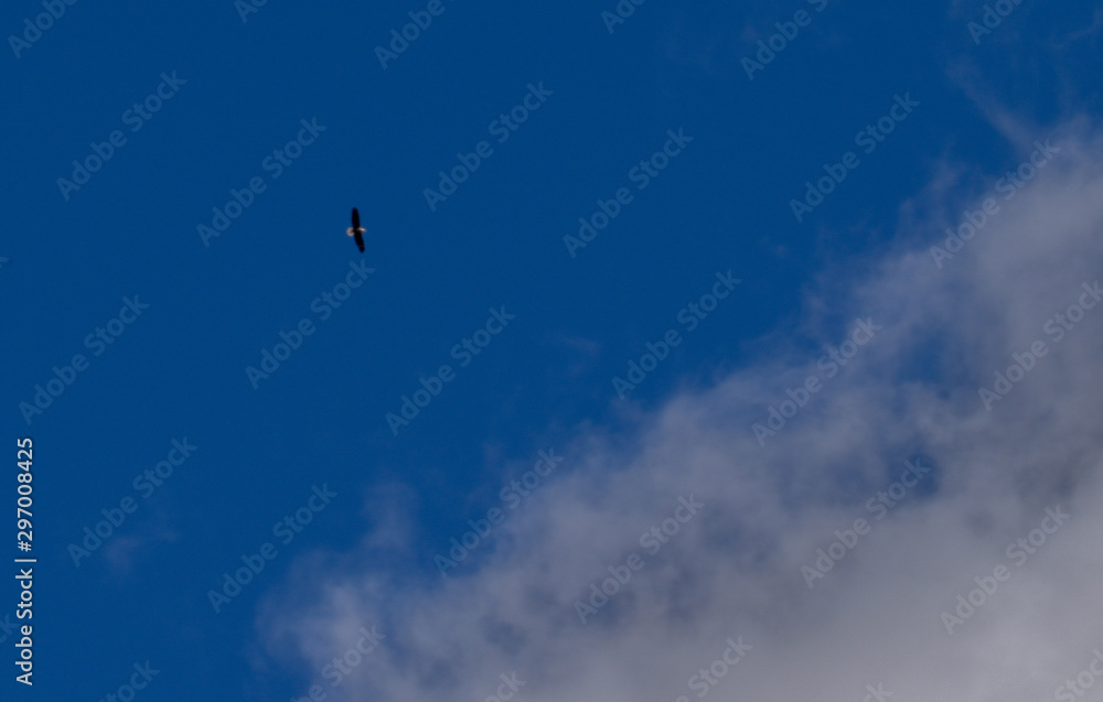 Colorado blue sky with small eagle Colorado blue sky with small eagle
