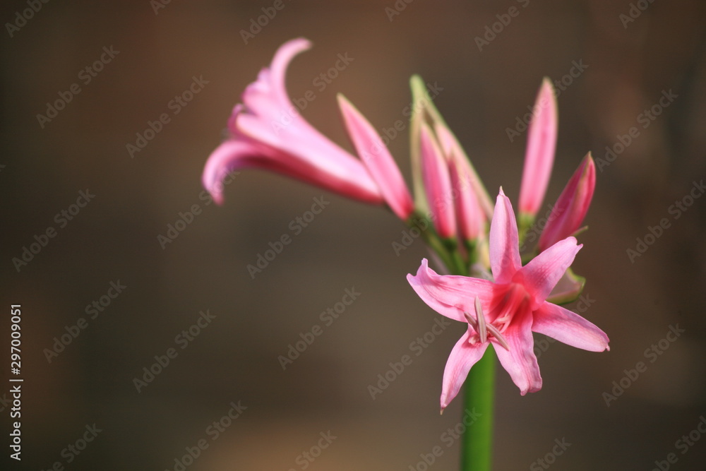 Naklejka premium pink lily on black background