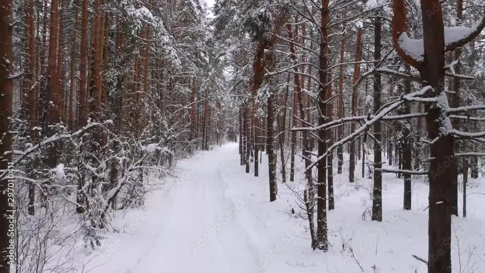 Winter road among the trees in the snow from a height. Pine trees in the snow in the winter forest Winter road among the trees in the snow from a height. Pine trees in the snow in the winter forest