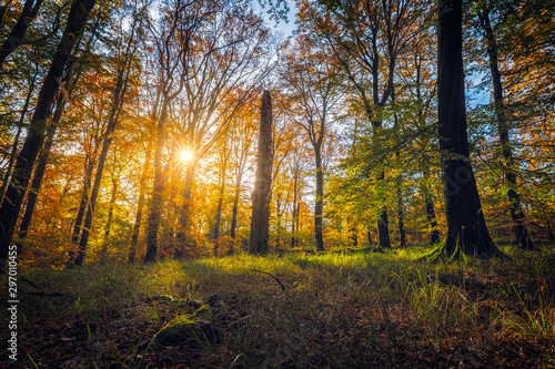 autumn forest colours, beautiful sunset in the woods, sunny indian summer afternoon