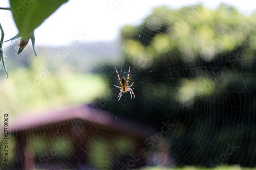 Close-up of a spider at its web in a garden photo