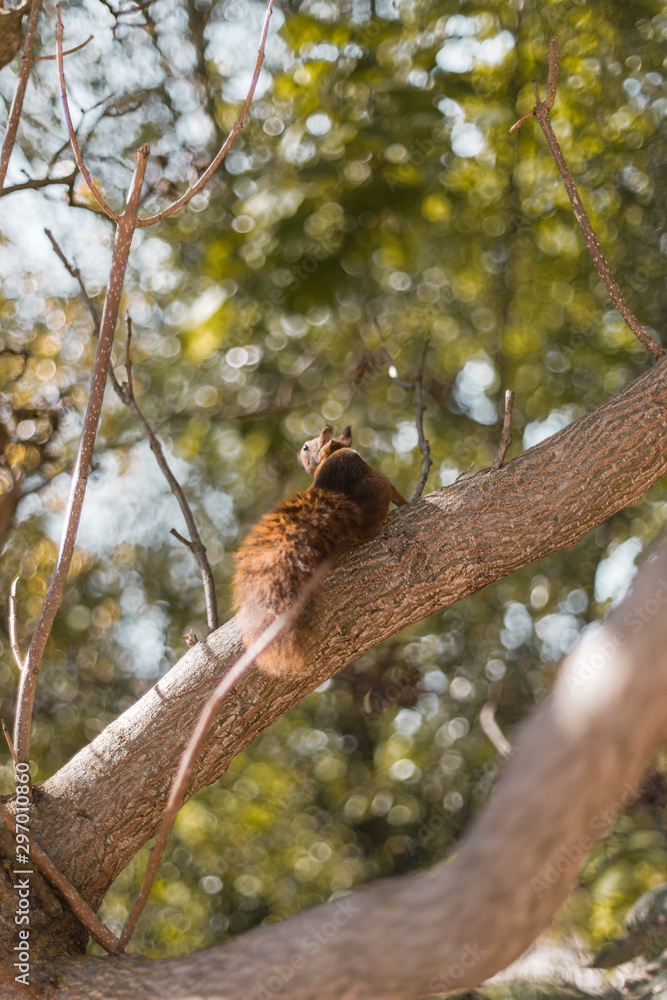 Petit écureuil à la queue bouffante sur une branche