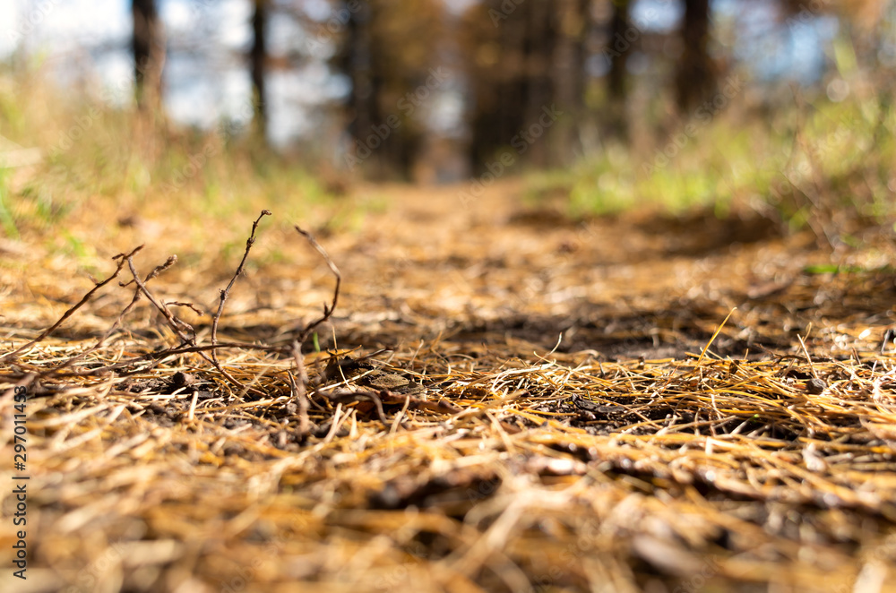 Fallen needles on a forest path. Blurred background Fallen needles on a forest path. Blurred background