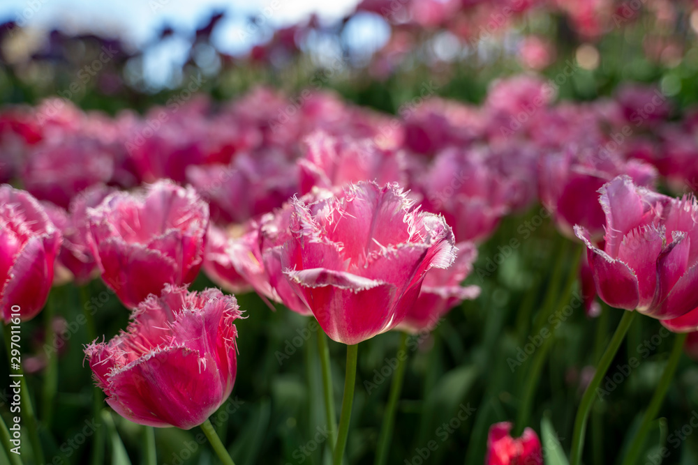 Flowering tulips in a garden bed during spring time Flowering tulips in a garden bed during spring time