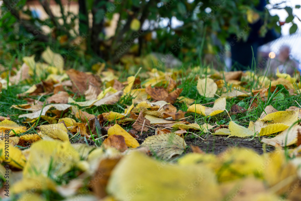 Foglie autunnali su un prato erboso sfondo bokeh Foglie autunnali su un prato erboso sfondo bokeh