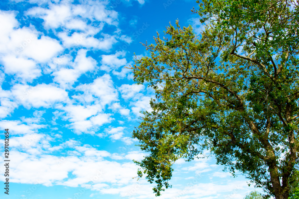 Trees and Skies Trees and Skies