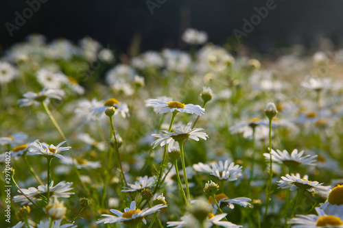 Chamomile flowers in the meadow.