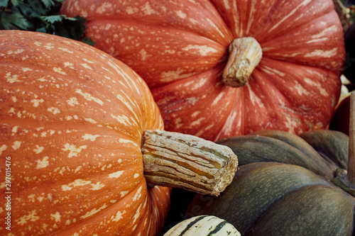 Brightly coloured pumpkins and squash (Cucurbita) of various types. photo