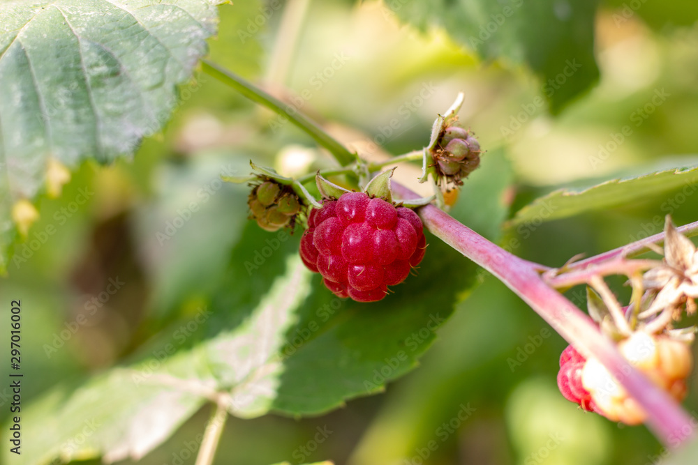 ripe raspberry. Red raspberries on the bushes. Red raspberries on a background of green plants ripe raspberry. Red raspberries on the bushes. Red raspberries on a background of green plants