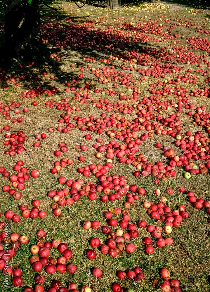 Fallobst - Viele Äpfel liegen unter einen Apfelbaum