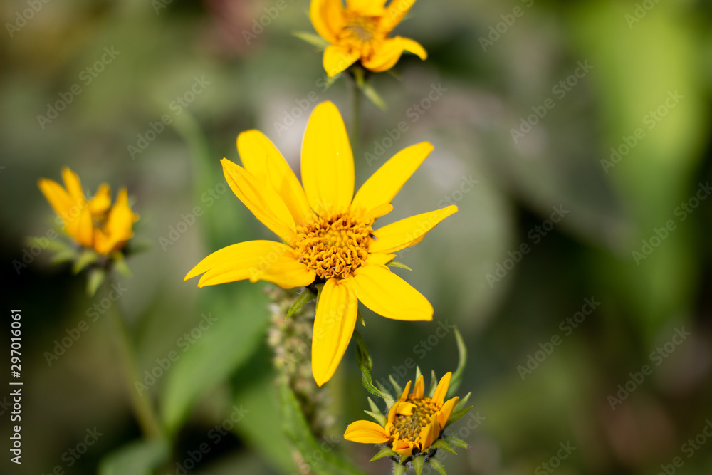 Macro photo nature blooming yellow rudbeckia flowers. Image of a flowering plant rudbeckia, yellow daisies. autumn flowers in the park. Yellow Rudbeckia Fulgida Flowers in the Garden. Nature concept Macro photo nature blooming yellow rudbeckia flowers. Image of a flowering plant rudbeckia, yellow daisies. autumn flowers in the park. Yellow Rudbeckia Fulgida Flowers in the Garden. Nature concept