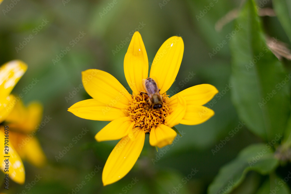 Autumn Sun Coneflower. A bee gathers nectar from yellow flower of the autumn. A bee collects nectar from a yellow flower Autumn Sun Coneflower. A bee gathers nectar from yellow flower of the autumn. A bee collects nectar from a yellow flower