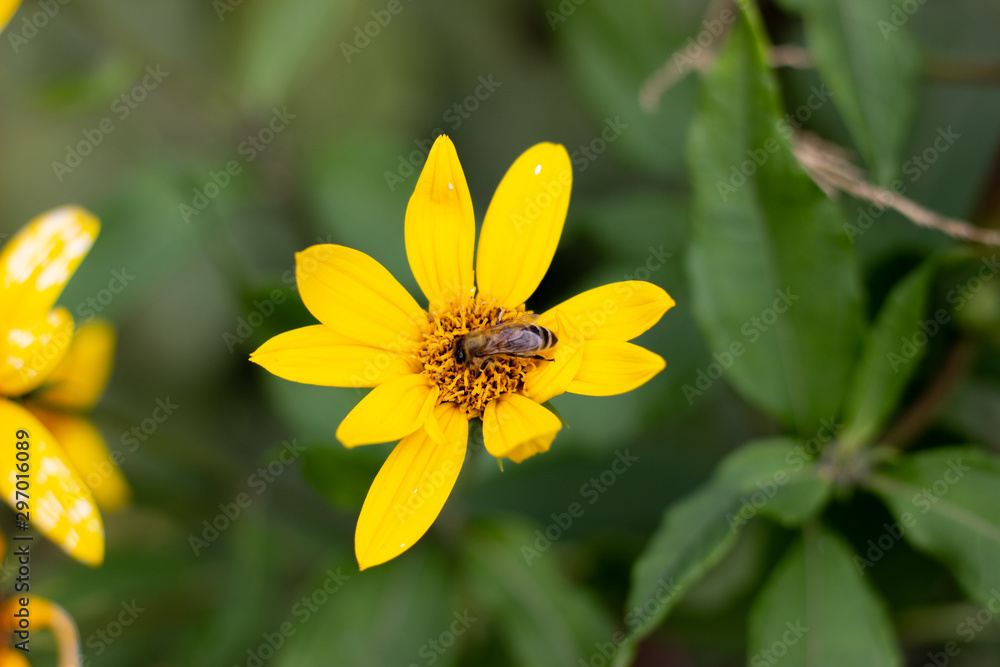 Autumn Sun Coneflower. A bee gathers nectar from yellow flower of the autumn. A bee collects nectar from a yellow flower Autumn Sun Coneflower. A bee gathers nectar from yellow flower of the autumn. A bee collects nectar from a yellow flower