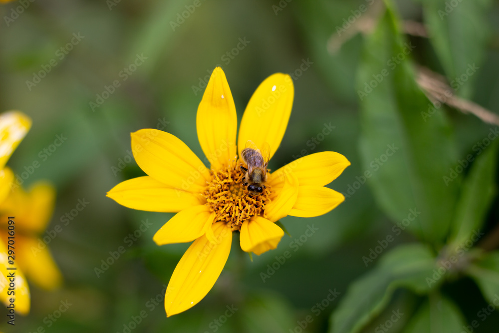 Autumn Sun Coneflower. A bee gathers nectar from yellow flower of the autumn. A bee collects nectar from a yellow flower Autumn Sun Coneflower. A bee gathers nectar from yellow flower of the autumn. A bee collects nectar from a yellow flower
