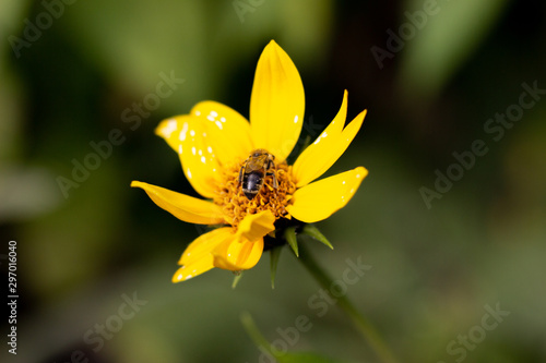 Autumn Sun Coneflower. A bee gathers nectar from yellow flower of the autumn. A bee collects nectar from a yellow flower. Bee collects nectar from yellow flowers