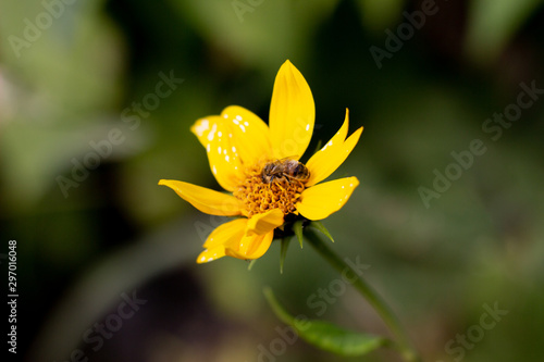 Autumn Sun Coneflower. A bee gathers nectar from yellow flower of the autumn. A bee collects nectar from a yellow flower. Bee collects nectar from yellow flowers