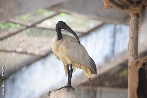 white ibis in water