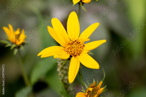 Macro photo nature blooming yellow rudbeckia flowers. Image of a flowering plant rudbeckia, yellow daisies. autumn flowers in the park. Yellow Rudbeckia Fulgida Flowers in the Garden. Nature concept.