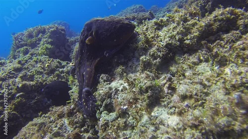 Octopus crawling On Rocky Reef. Octopi Changing Colour Camouflage & Dramatic Pattern. Graceful Squid In Sunlit Sea. Colourful Dangerous Marine Life & Beautiful Aquatic Underwater Wildlife