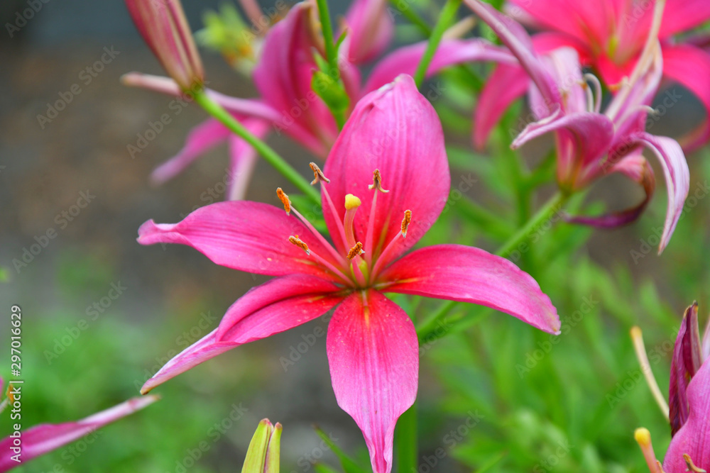 Lily pink color