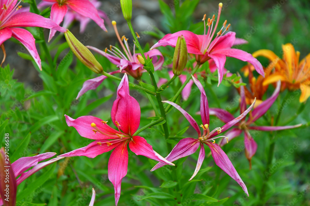 Fototapeta premium Lily pink color