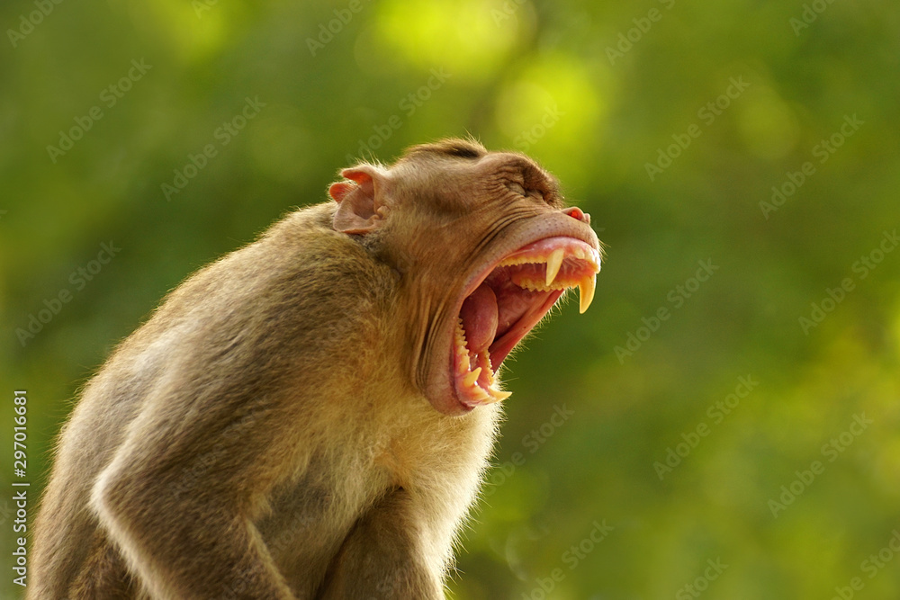 Alpha male bonnet macaque Stock Photo | Adobe Stock