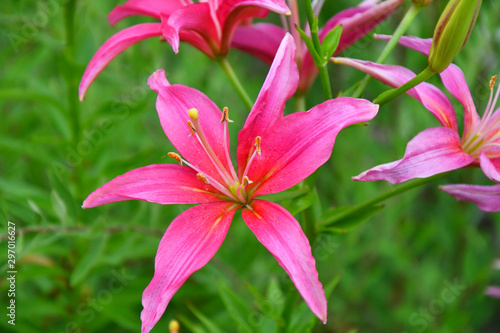 Lily pink color