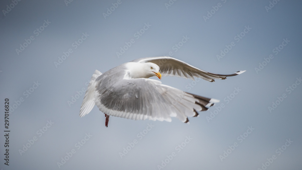 Fototapeta premium Herring Gull's flight