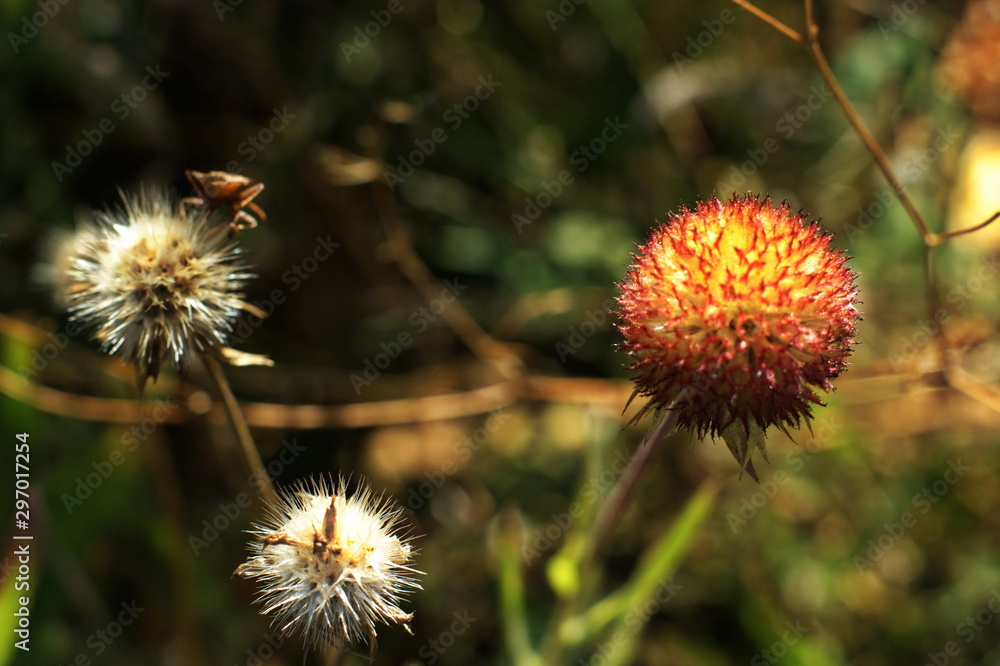 Beautiful fluffy autumn flower heads with seeds Beautiful fluffy autumn flower heads with seeds