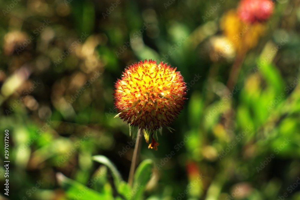 Beautiful fluffy autumn flower heads with seeds Beautiful fluffy autumn flower heads with seeds