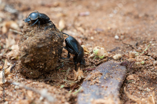 Fotografija Dung beetle