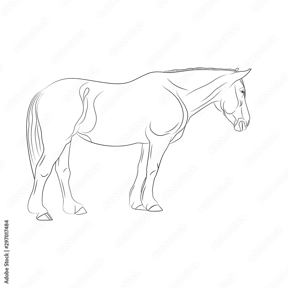 Obraz premium One horse is isolated on a white background, line art.