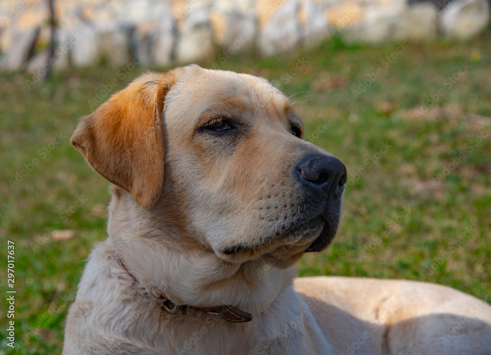 Portrait of a fawn Labrador lying on the grass