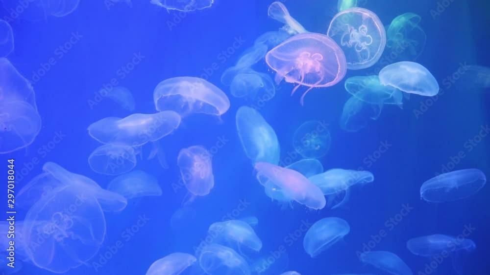 Fish swim in the aquarium in the zoo. Captive fish. Beautiful creatures. Marine life. Underwater animals Fish swim in the aquarium in the zoo. Captive fish. Beautiful creatures. Marine life. Underwater animals