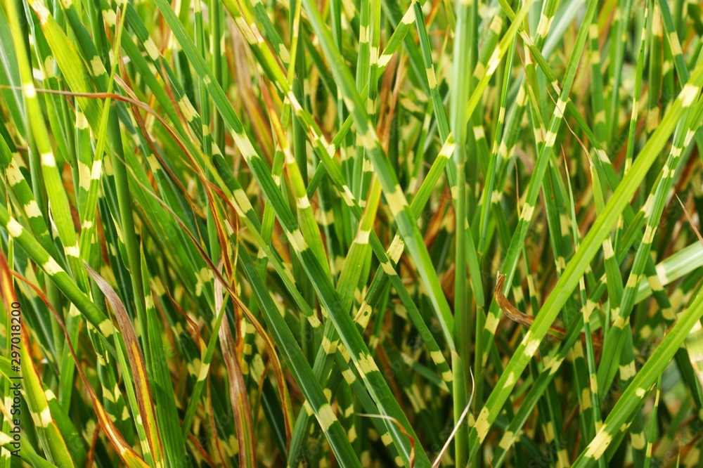 Obraz premium Interesting green grass and bushes in the wild and garden