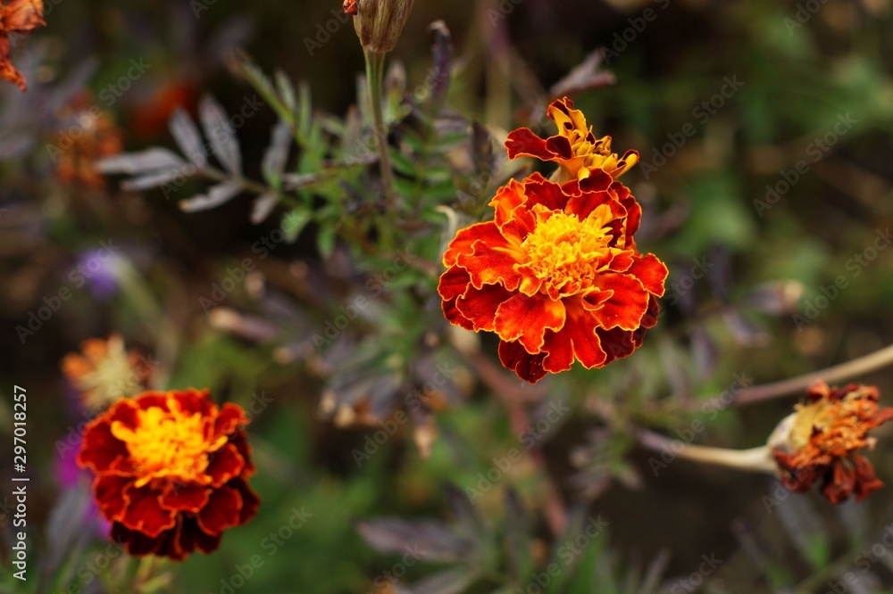 Yellow and red flower in the garden shined at sun Yellow and red flower in the garden shined at sun