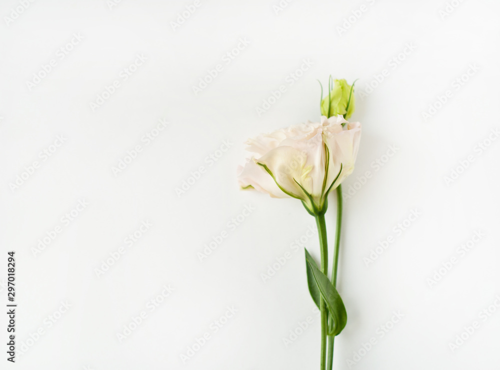 Beautiful white eustoma flower (lisianthus) in full bloom with green leaves. Beautiful white eustoma flower (lisianthus) in full bloom with green leaves.