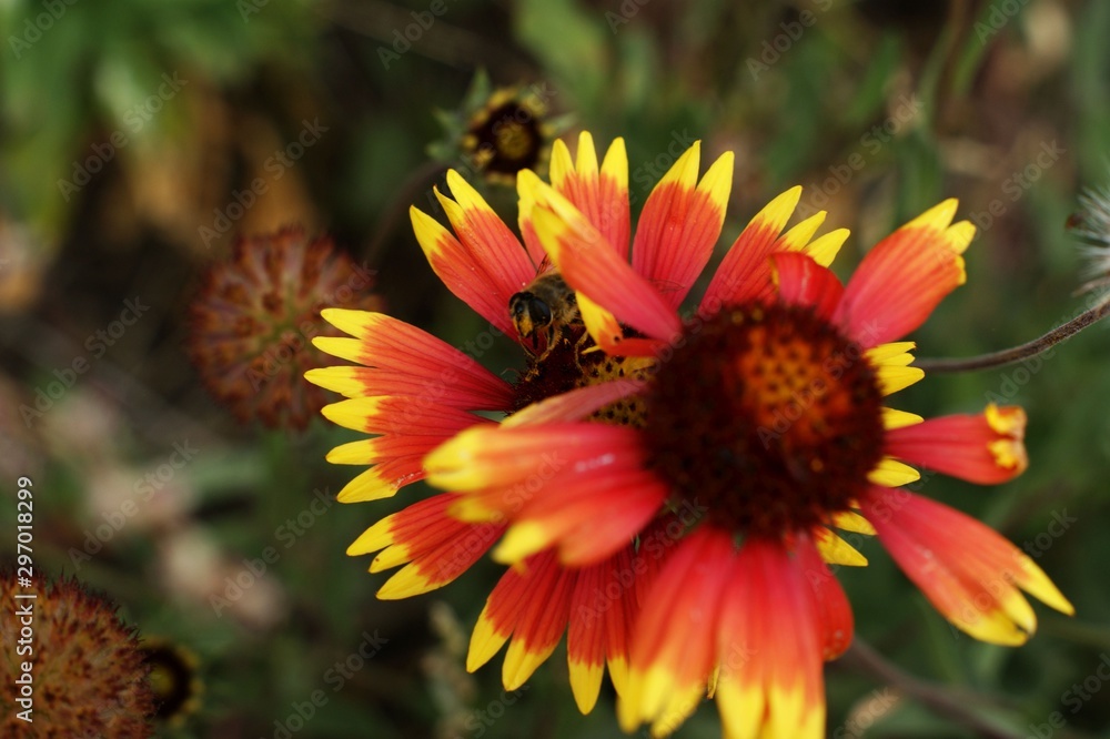 Yellow and red flower in the garden shined at sun Yellow and red flower in the garden shined at sun