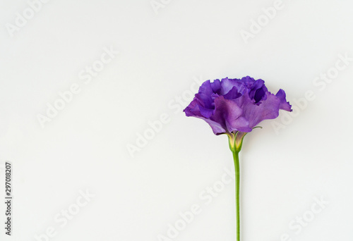 Beautiful pink, purple and white eustoma flower (lisianthus) in full bloom with green leaves. Bouquet of flowers on white background. Flat lay.