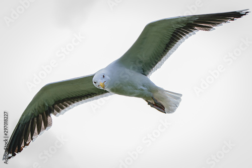 Gaviota volando 