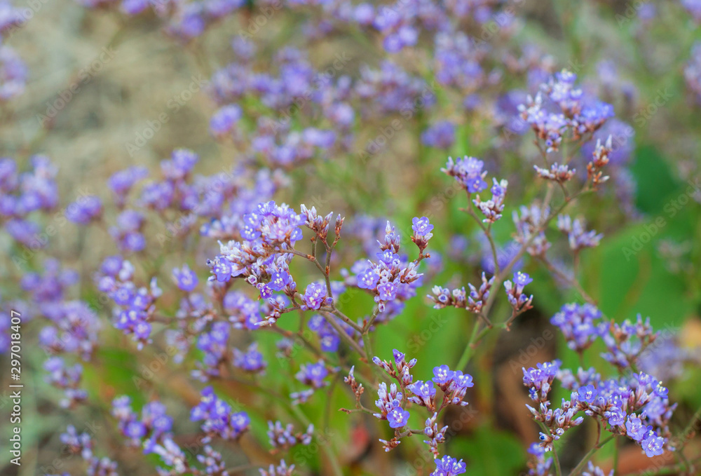 Floral background with small purple flowers. Amazing wildflowers. Floral background with small purple flowers. Amazing wildflowers.