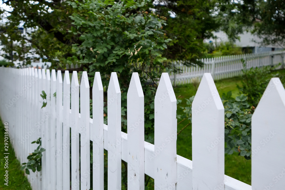 A crisp white wooden picket fence dividing a country garden of green foliage and trees. The long line of palings with pointed tips has rose leaves poking out through them. A crisp white wooden picket fence dividing a country garden of green foliage and trees. The long line of palings with pointed tips has rose leaves poking out through them.