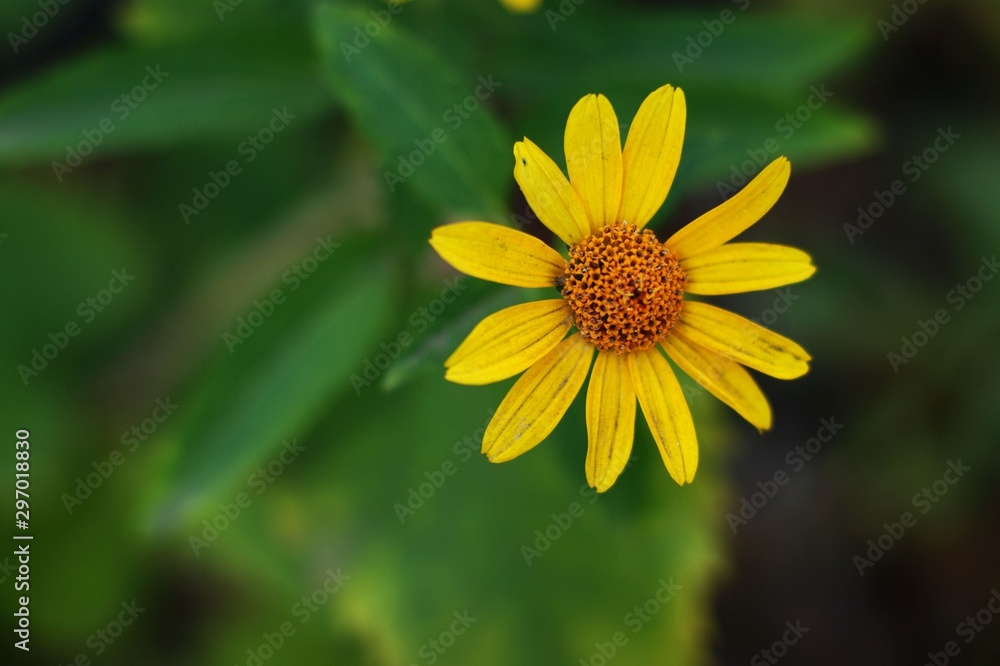 Yellow and red flower in the garden shined at sun Yellow and red flower in the garden shined at sun