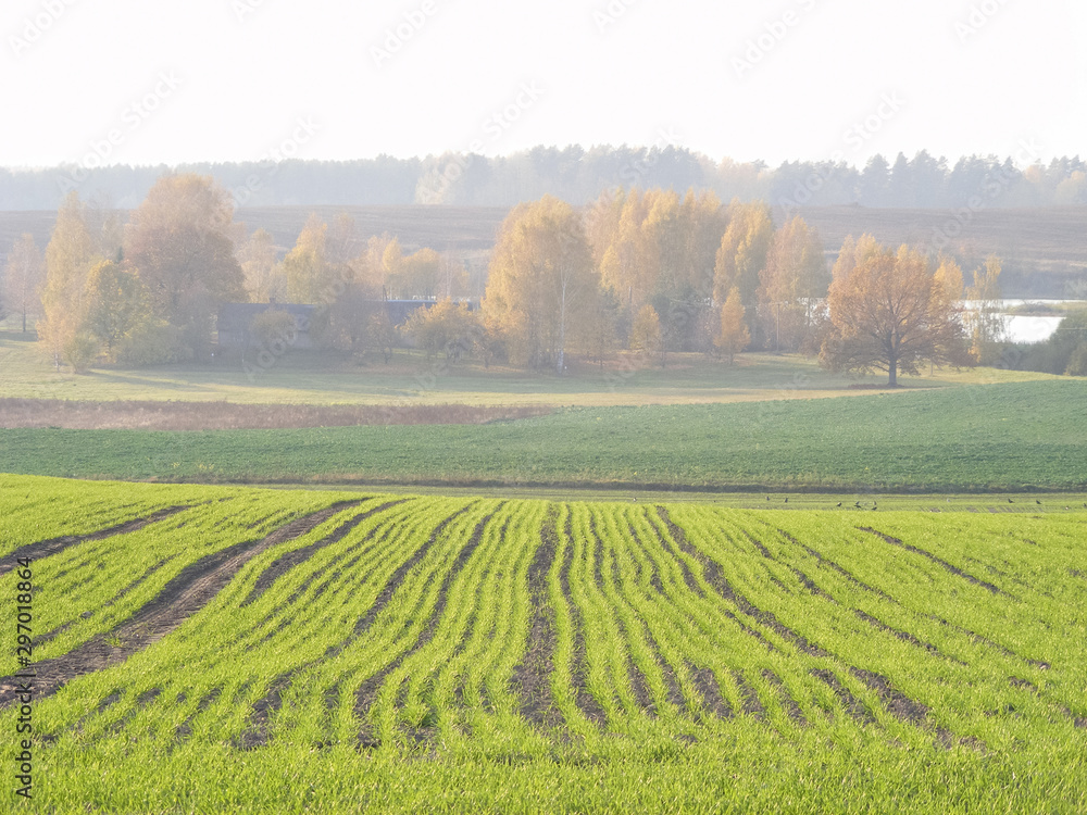 Landscape with agricultural land. Farmland of new cereal volume in green. Pastel colors in nature. Latvia countryside beauty in the autumn season.