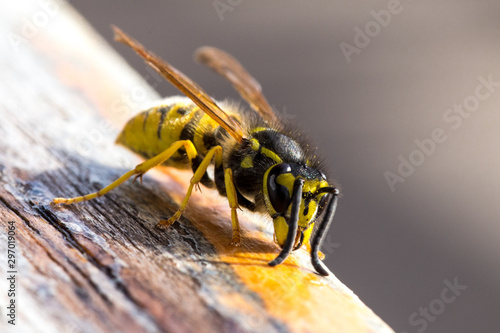 wasp on a wooden surface