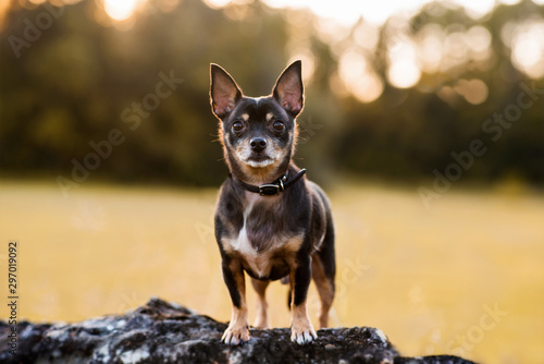 Black and tan Chihuahua dog standing on a large rock at golden sunset 