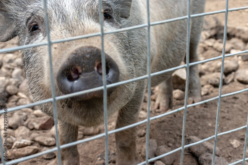 Obraz premium Black cute pig with a black snout nose behind the metal mesh fence in the country farm